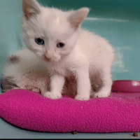 PING, chat à adopter