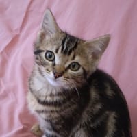 SOLEIL C, chat à adopter