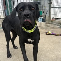 Athéna, chienne à adopter