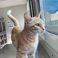Zénith, chat à adopter