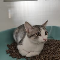 NEVILLE ( A TROUVE SA FAMILLE), chat à adopter