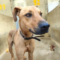 COFFEE, chien à adopter