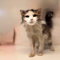 LUNA, chatte à adopter