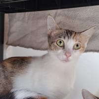 TARTIFLETTE QCT (j'ai trouvé ma famille), chatte à adopter