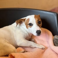 AIKO, chien à adopter