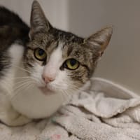CLEOFEE, chatte à adopter