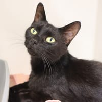AGATHA, chatte à adopter