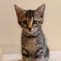 Miley [Chaton], chatte à adopter