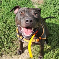 CACAO, chien à adopter
