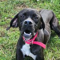 AZIMUT, chienne à adopter