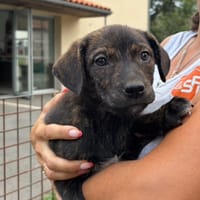 Daisy, chienne à adopter