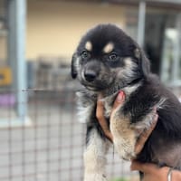 Mario, chien à adopter