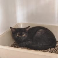 LUNA, chatte à adopter