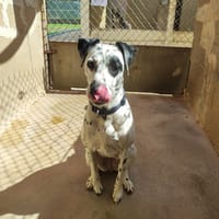 LAGUERTHA, chienne à adopter