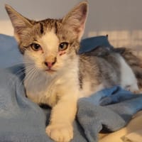 B'AOUT, chat à adopter