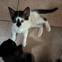 BANDIT, chat à adopter