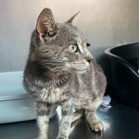 Céleste, chat à adopter