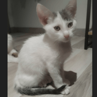 BENIE, chatte à adopter