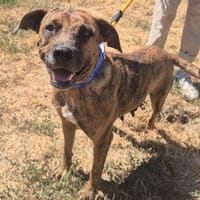 GIGI, chienne à adopter