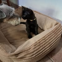 BUFFY, chatte à adopter