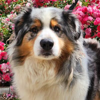 RYCO, chien à adopter
