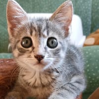 BISOU, chat à adopter