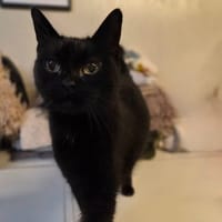 ZORO, chatte à adopter