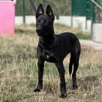 CORA, chienne à adopter