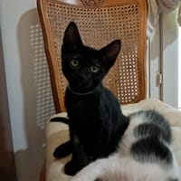 BOUILLE, chatte à adopter