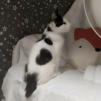 BIANCO, chat à adopter