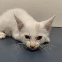 PETUNIA, chatte à adopter