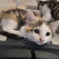 ROSA, chatte à adopter