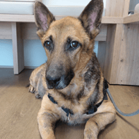 ZACK, chien à adopter