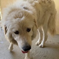 DJANGO, chien à adopter