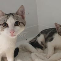 ECLIPSE CHA, chatte à adopter