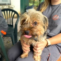 Jackson, chien à adopter