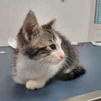 COSMOS, chat à adopter