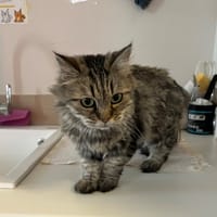 emeraude, chatte à adopter