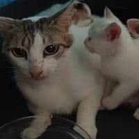 HORTENSIA, chatte à adopter