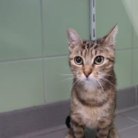 HAZEL, chatte à adopter