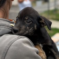 Toadette, chienne à adopter