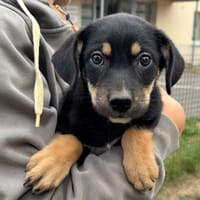 Peach, chienne à adopter