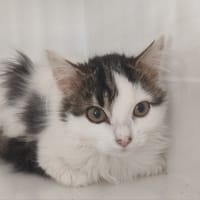 CHIPS, chatte à adopter