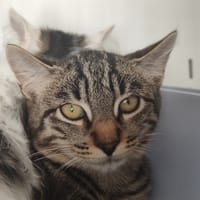BRETZEL, chat à adopter