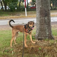 ARGOS, chien à adopter