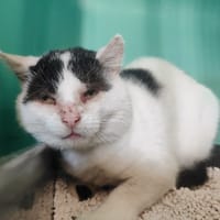 LOKI, chat à adopter