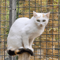 PLUMETTE, chatte à adopter