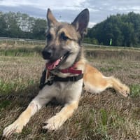 BLAZE, chien à adopter