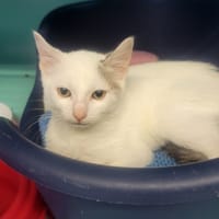 Blanquette, chatte à adopter