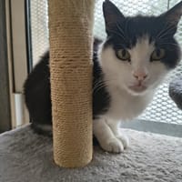 Picollino, chat à adopter